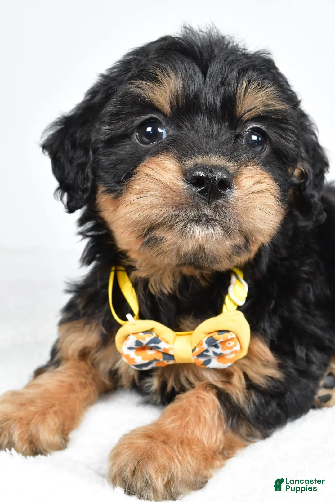 Mixed Breed dogs for sale: Tyson - Ad 2