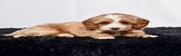 Mini Goldendoodle dogs for sale: Ms. Amber - Ad 5