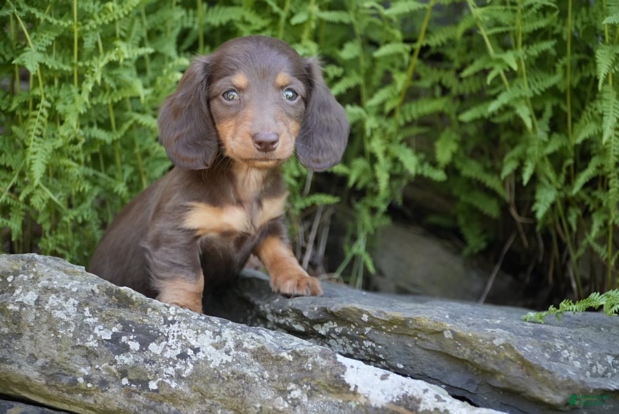 Miniature Dachshund dogs Jewel - Ad 2