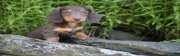 Miniature Dachshund dogs for sale: Jewel - Ad 2