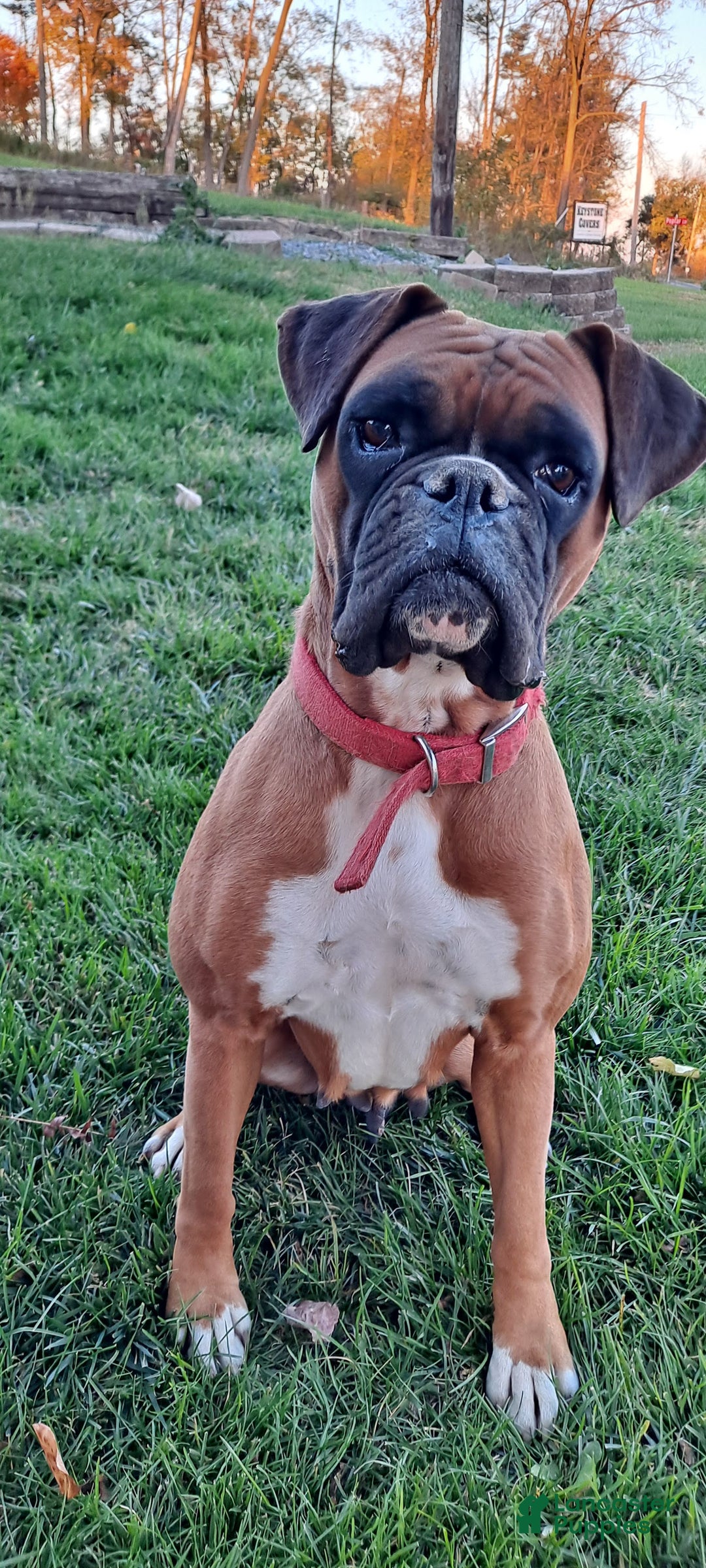 Boxer dogs for sale: Sophie - Ad 4