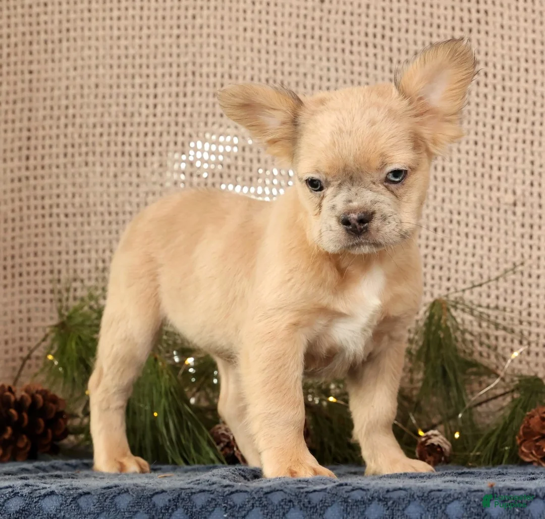 French Bulldog dogs for sale: Avril - Ad 4