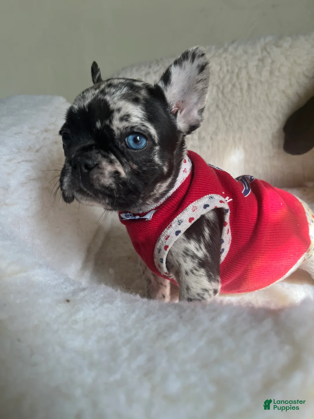 French Bulldog dogs for sale: French Bulldog Puppy 2 - Ad 2