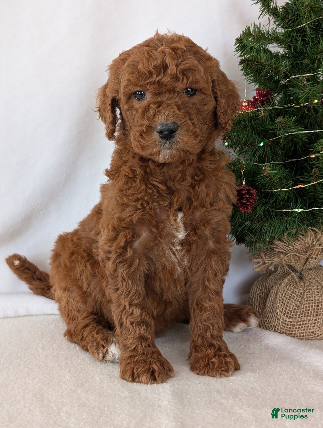 Goldendoodle dogs for sale: Miss Abby  - Ad 1
