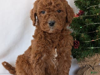 Goldendoodle dogs Miss Abby - Ad 20