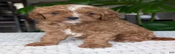 Cavapoo dogs for sale: Myles - Ad 7