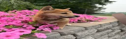 Shiba Inu dogs for sale: Shiba Inu 2 - Ad 2