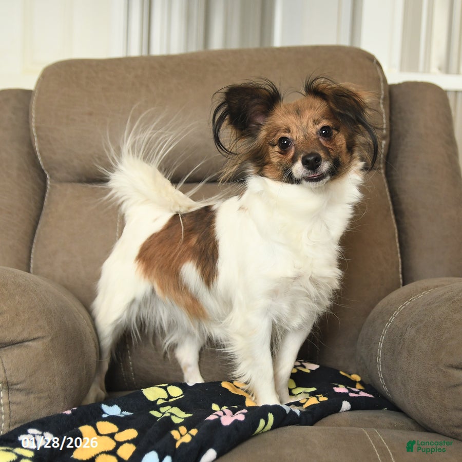 Papillon dogs Lovebug - Ad 36