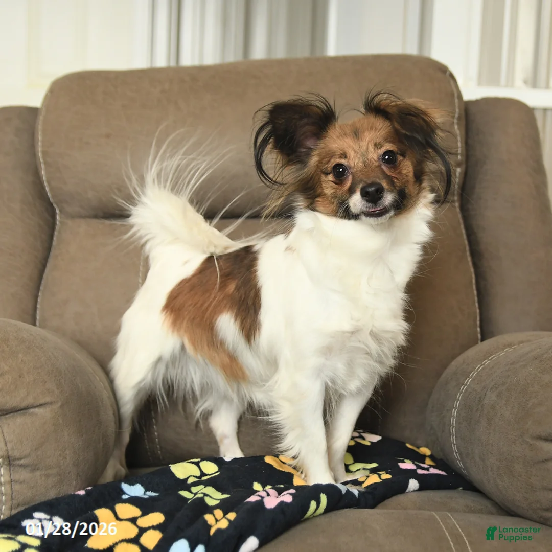Papillon dogs for sale: Lovebug - Ad 1