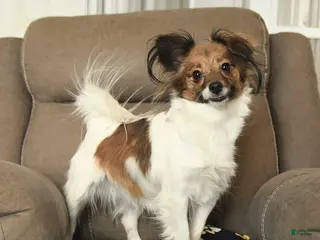 Papillon dogs Lovebug - Ad 36