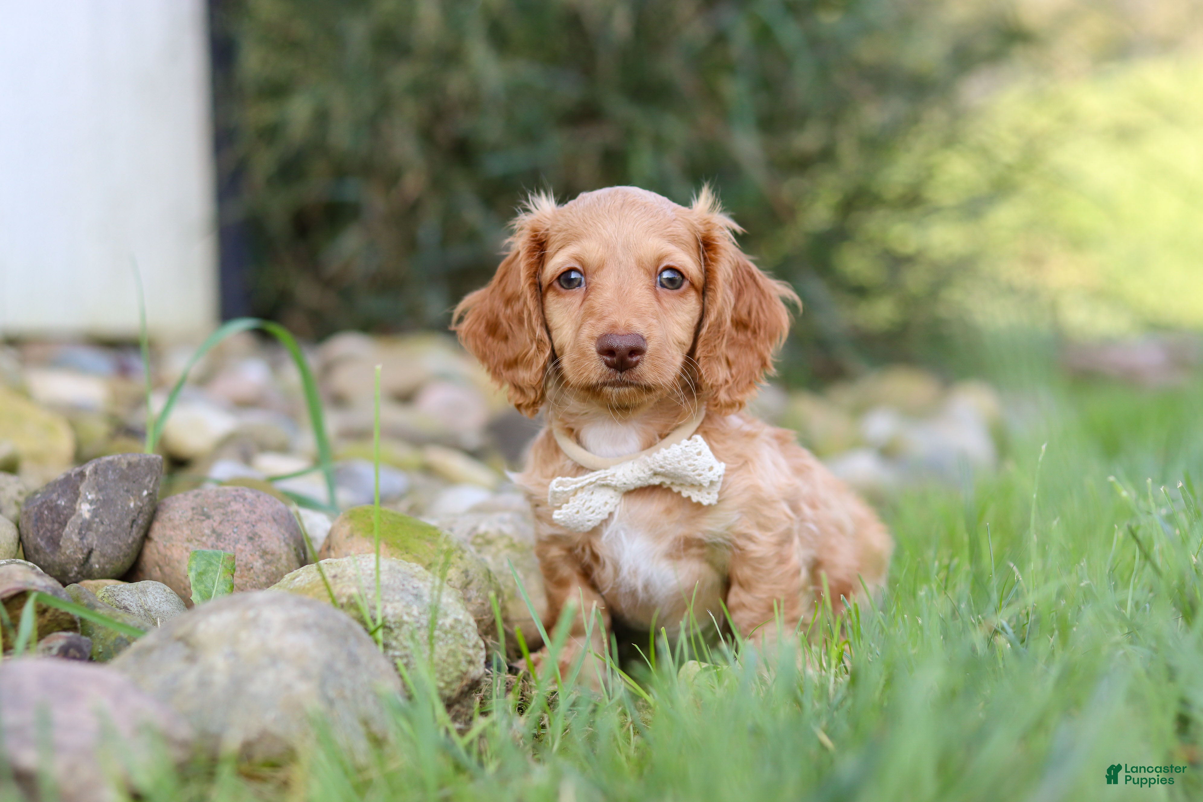 Dachshund dogs for sale: Anson - Ad 3
