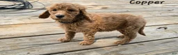 Goldendoodle dogs for sale: Goldendoodle Puppy 7 - Ad 2