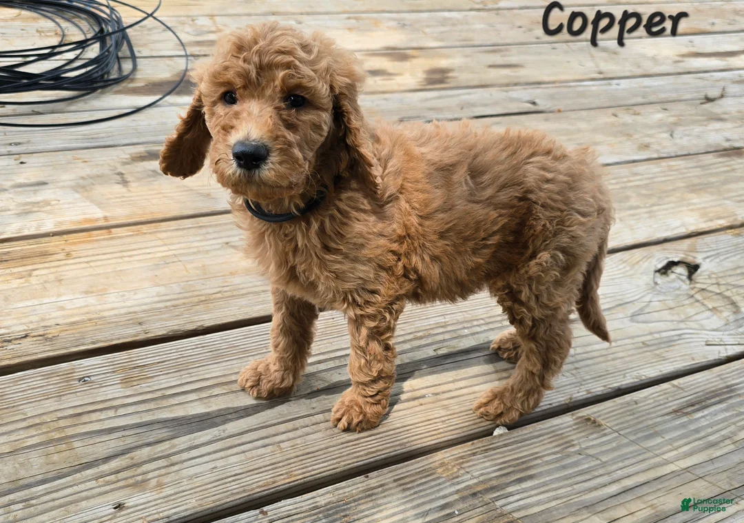 Goldendoodle dogs for sale: Goldendoodle Puppy 7 - Ad 2