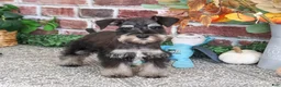Miniature Schnauzer dogs for sale: SpongeBob - Ad 3