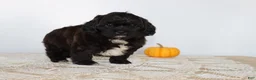 Shihpoo dogs for sale: Dark Chocolate - Ad 3