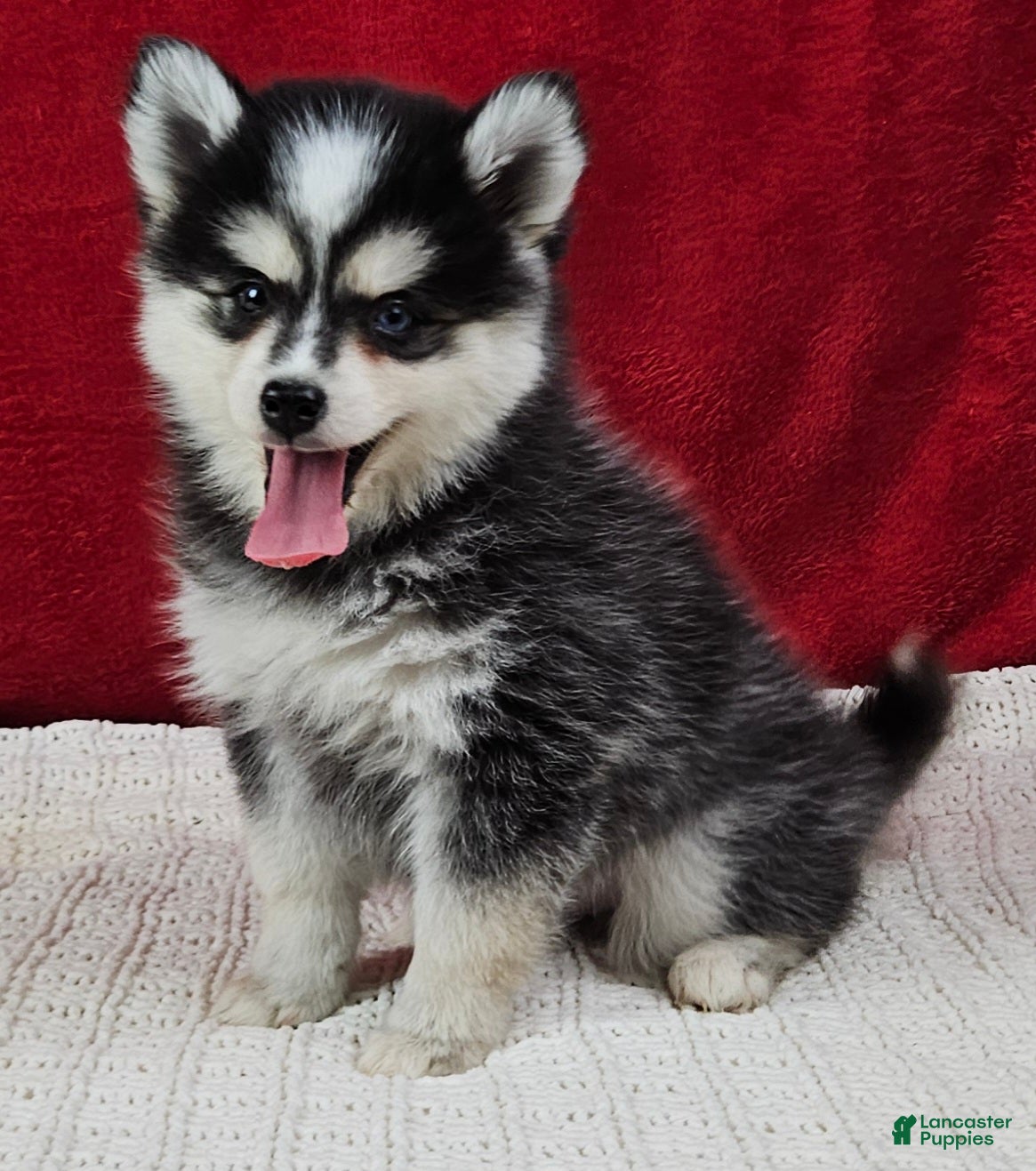 Pomsky dogs Kent  - Ad 9