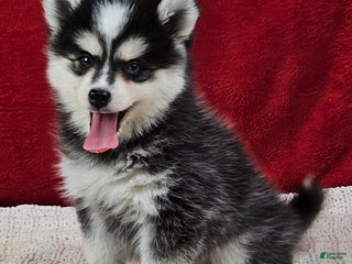 Pomsky dogs Kent - Ad 9