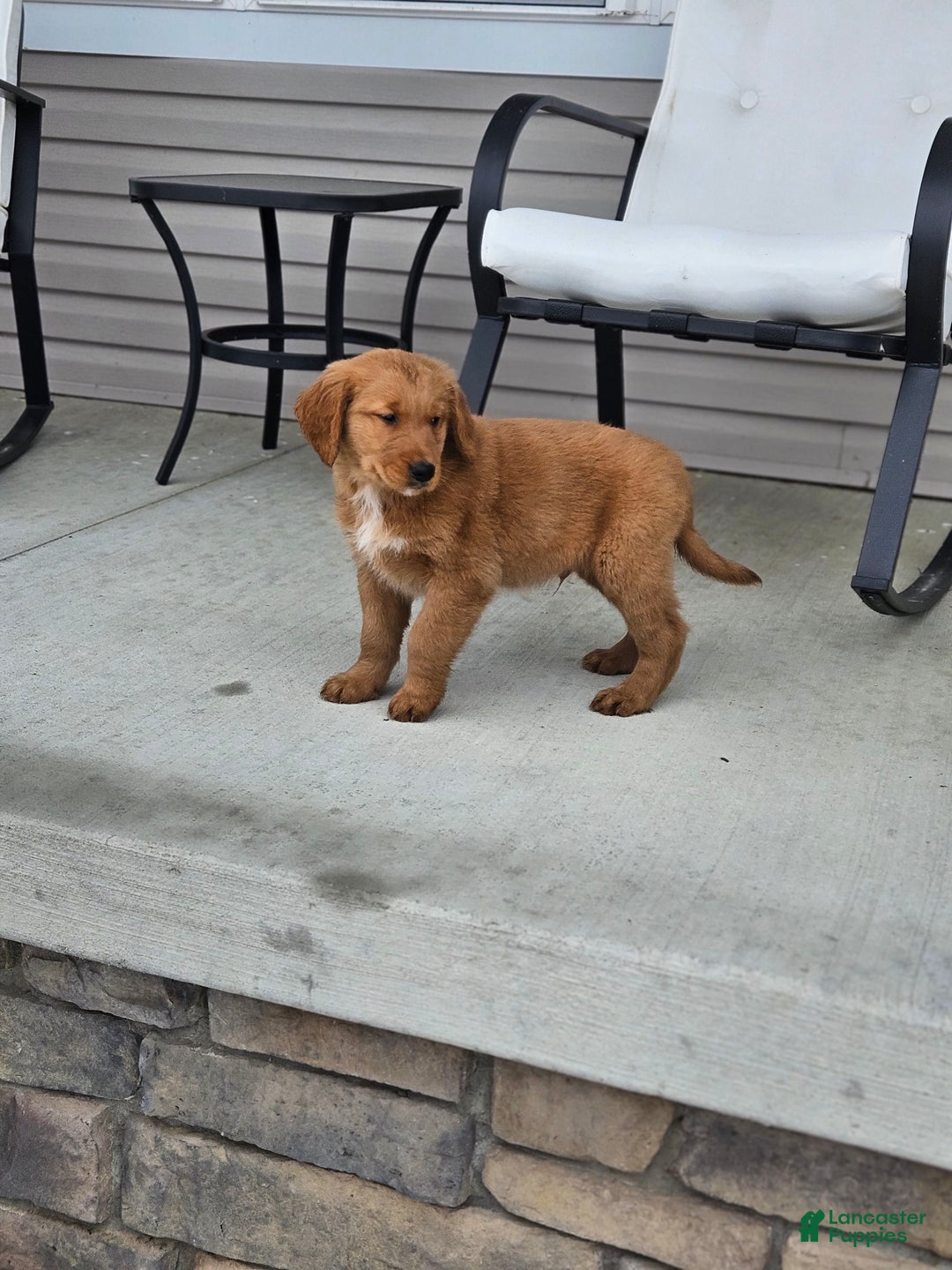 Golden Retriever dogs for sale: Charlie - Ad 3
