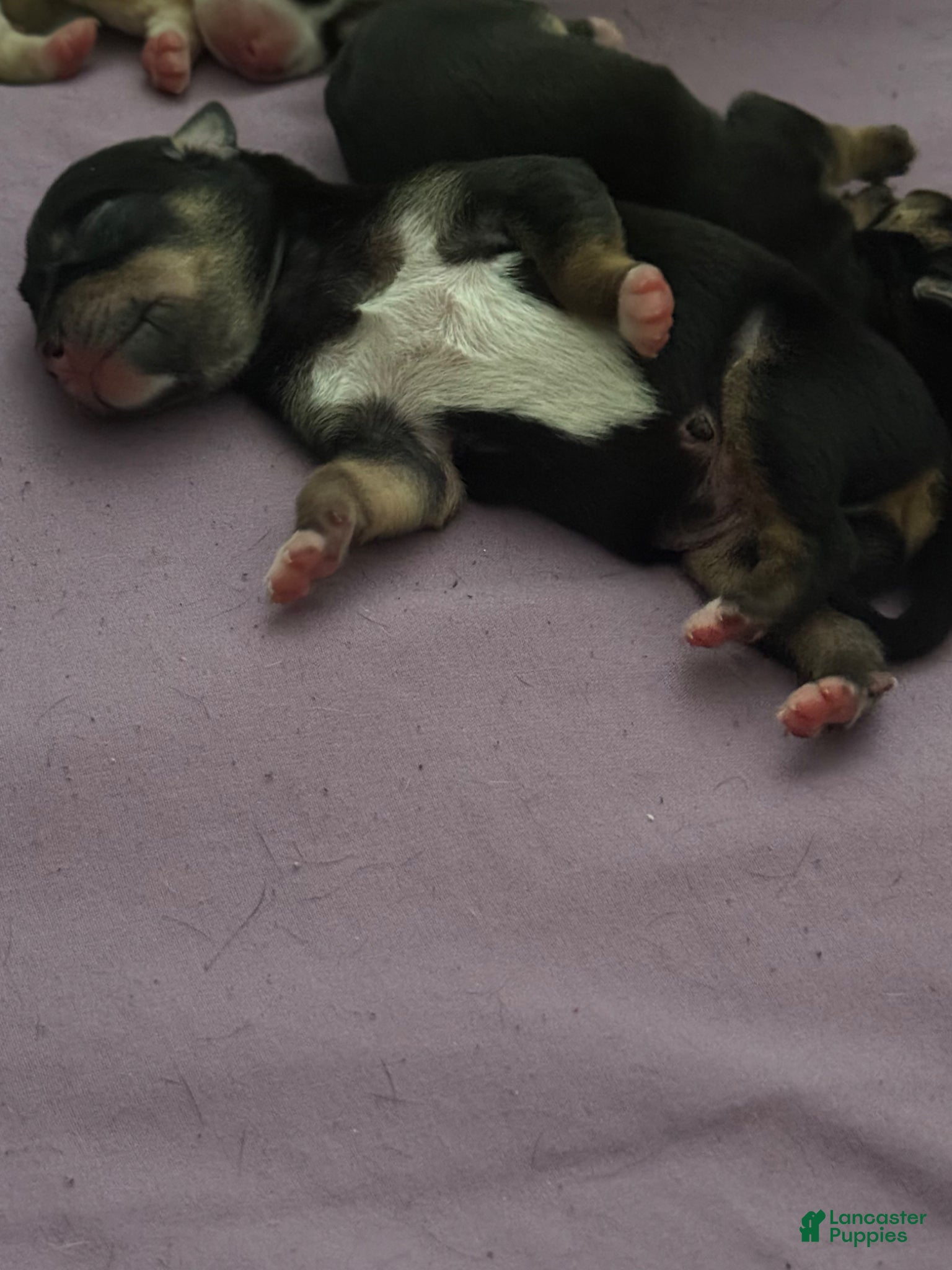 Mixed Breed dogs Mixed Breed Puppy 1 - Ad 37