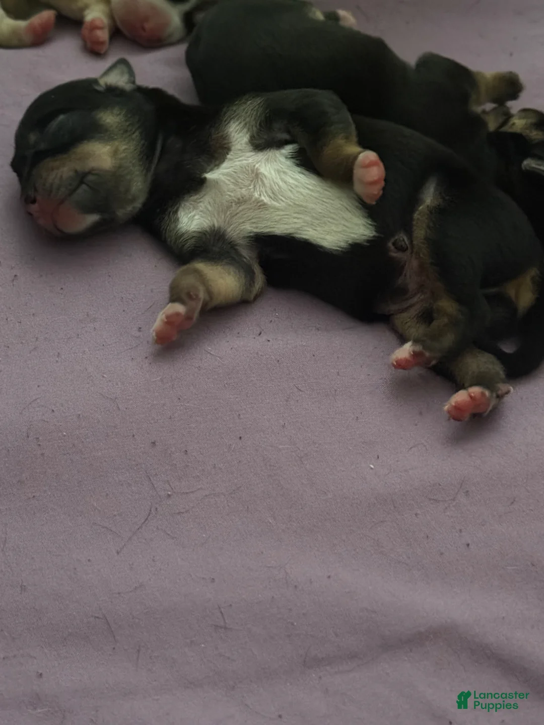 Mixed Breed dogs for sale: Mixed Breed Puppy 1 - Ad 1