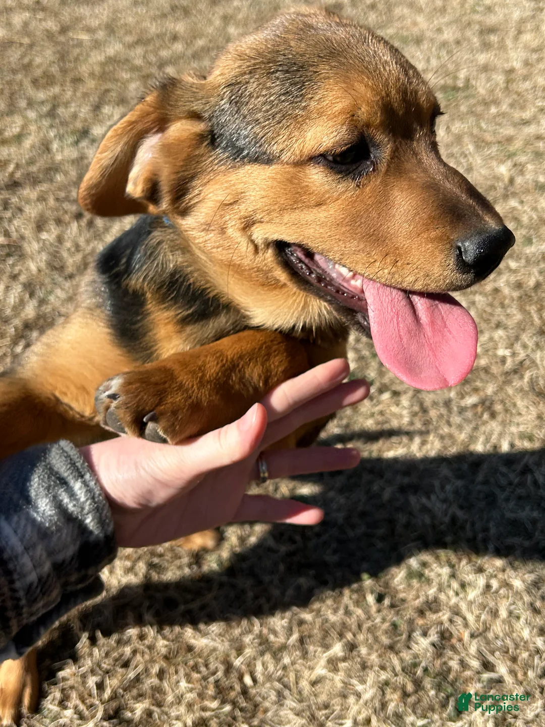 Mixed Breed dogs for sale: Mixed Breed Puppy 2 - Ad 4