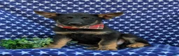 German Shepherd dogs for sale: Powell - Ad 2