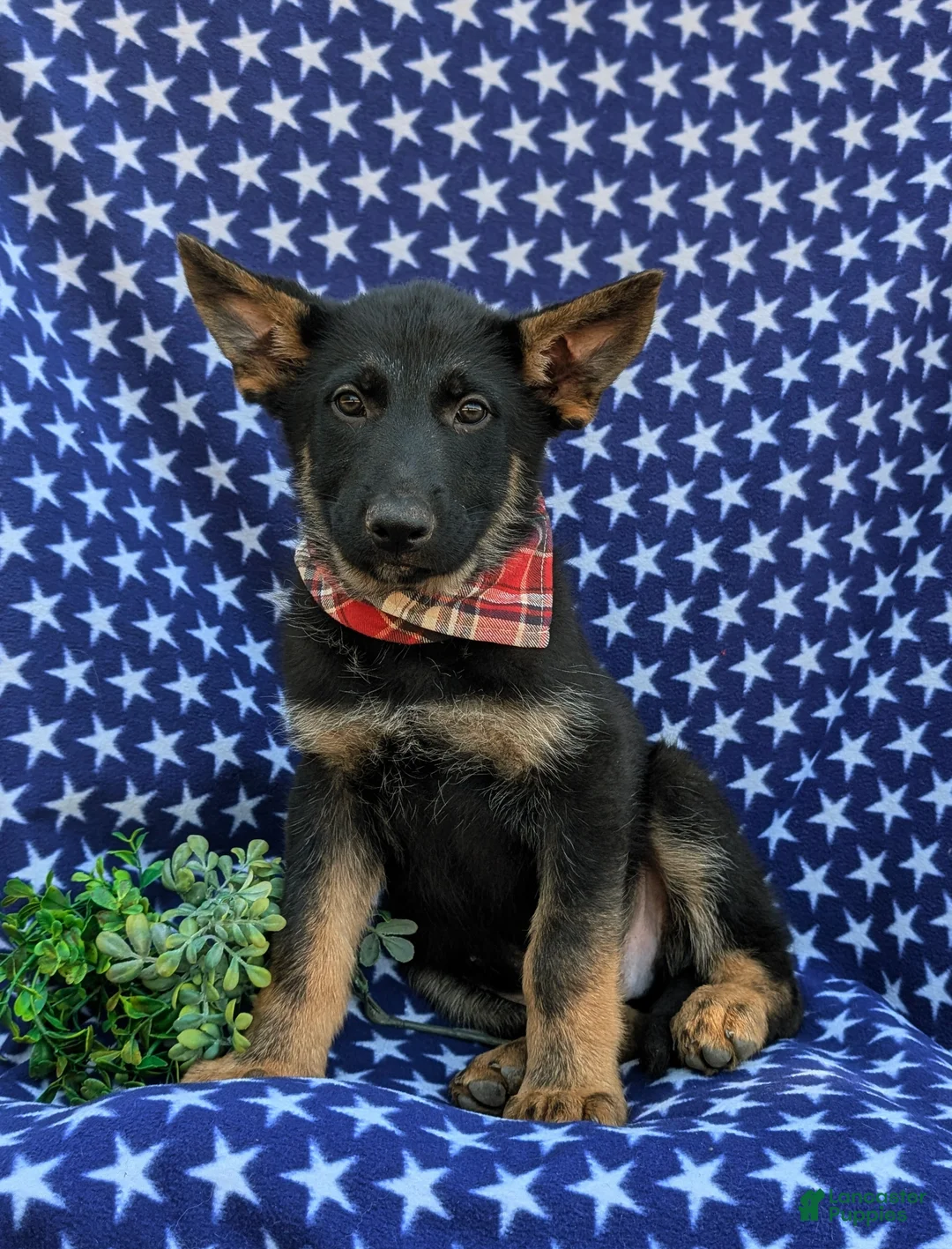 German Shepherd dogs for sale: Powell - Ad 2