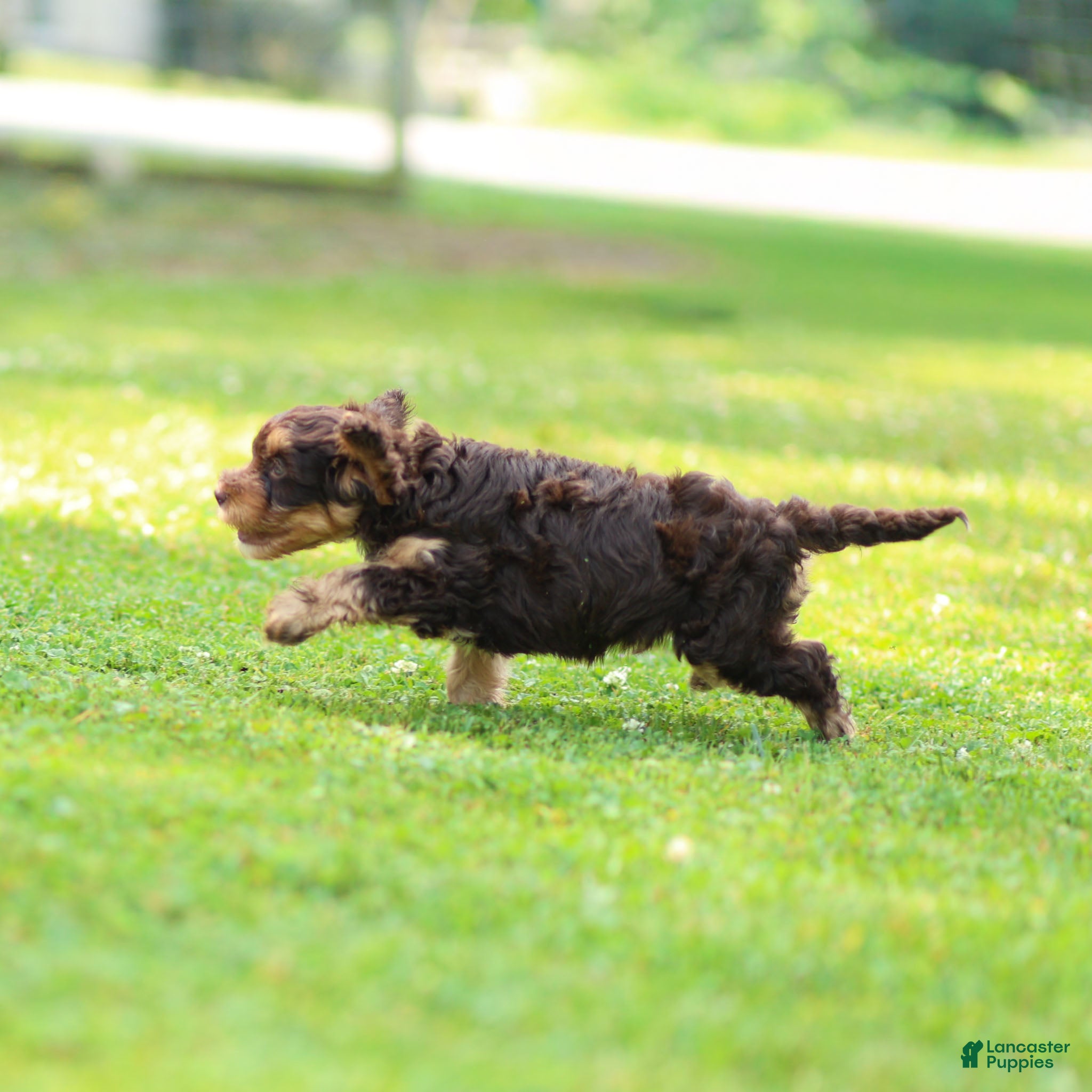 Cavapoo dogs Puddles Cavapoo  - Ad 2