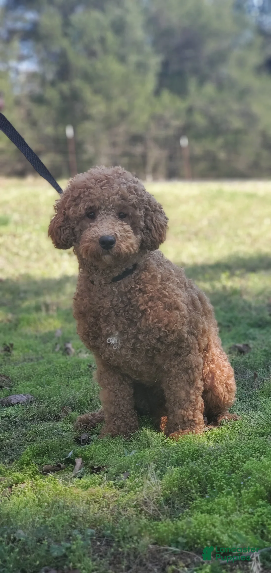 Mini Goldendoodle dogs for sale: Charlie - Ad 9