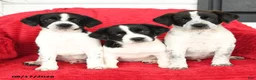 Mixed Breed dogs for sale: Wilder - Ad 3