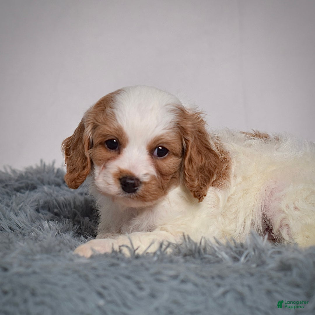 Cavapoo dogs for sale: Ms. Lacey - Ad 4