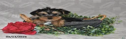 Yorkshire Terrier dogs for sale: Blake - Ad 1