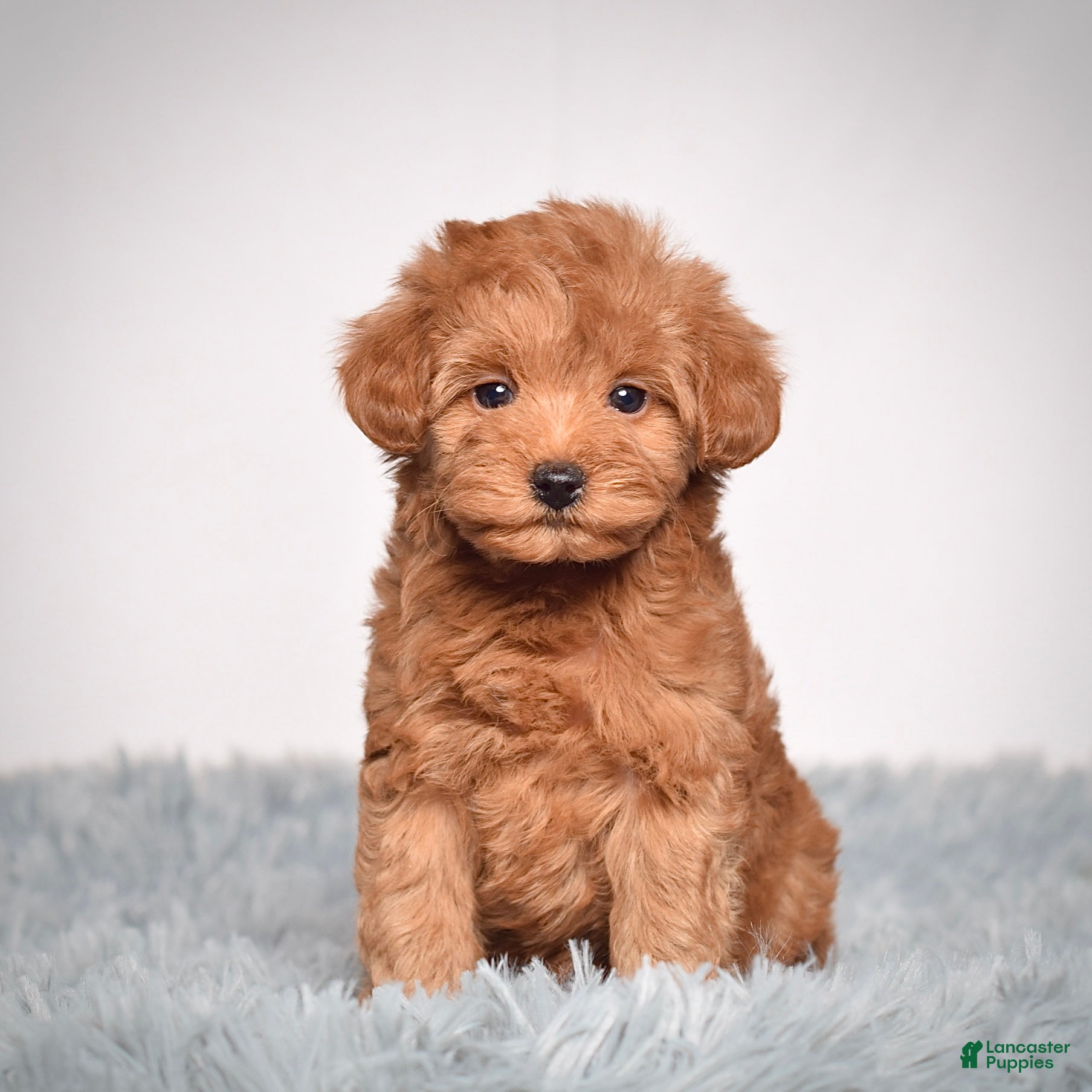 Mini Goldendoodle dogs Ms. Roxi - Ad 2