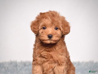 Mini Goldendoodle dogs Ms. Roxi - Ad 2