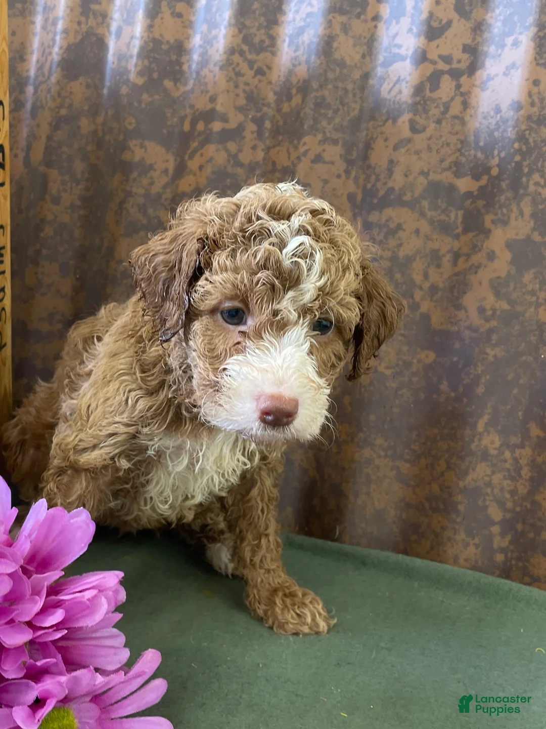Labradoodle dogs for sale: Lily - Ad 2