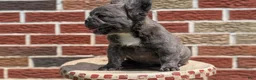 French Bulldog dogs for sale: Elle - Ad 13