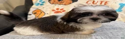 Shih Tzu dogs for sale: Michael - Ad 2