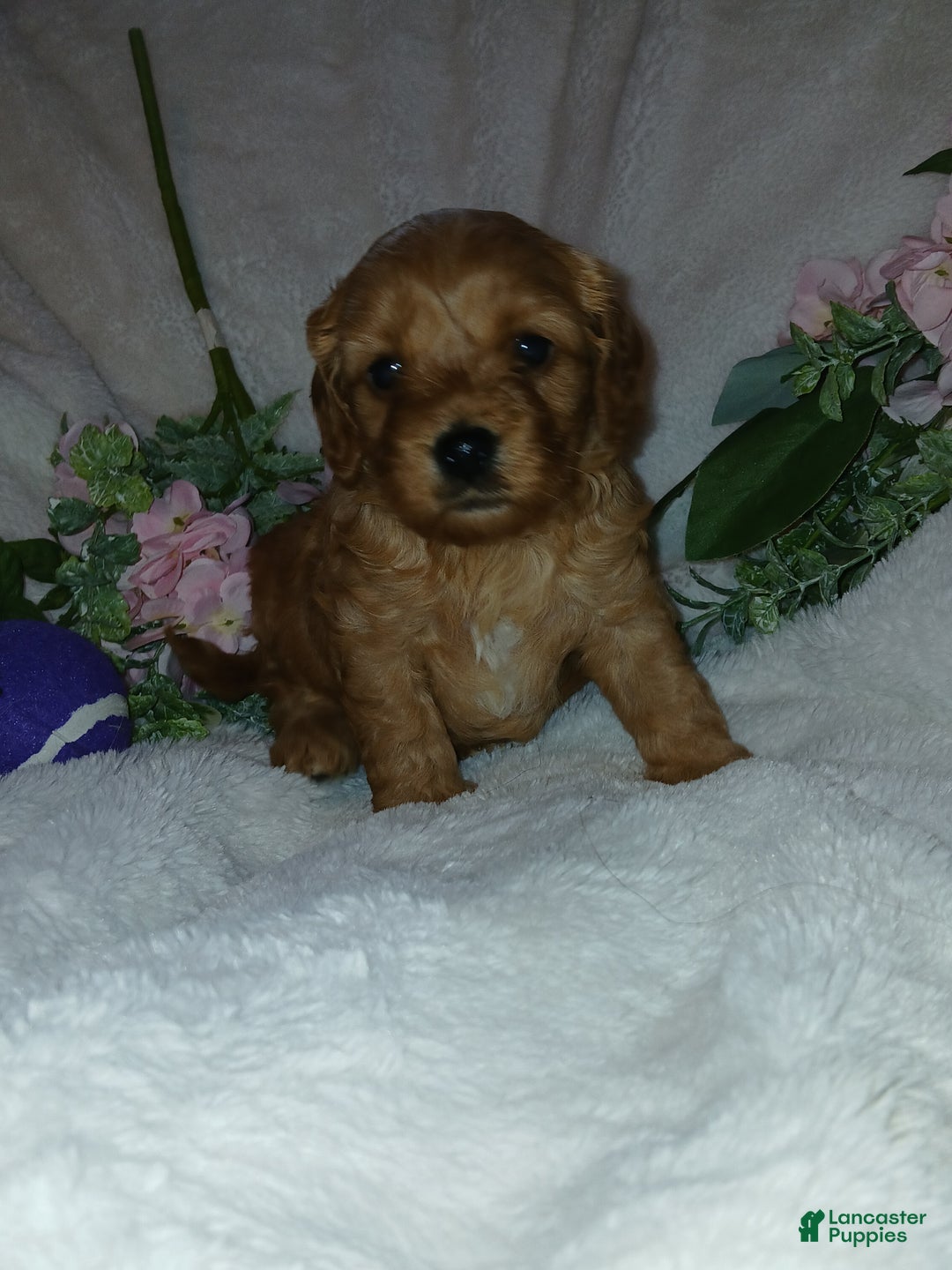 Cavapoo dogs for sale: Cathy - Ad 7