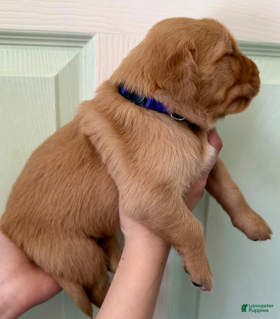Golden Retriever dogs for sale: Purple Girl - Ad 2