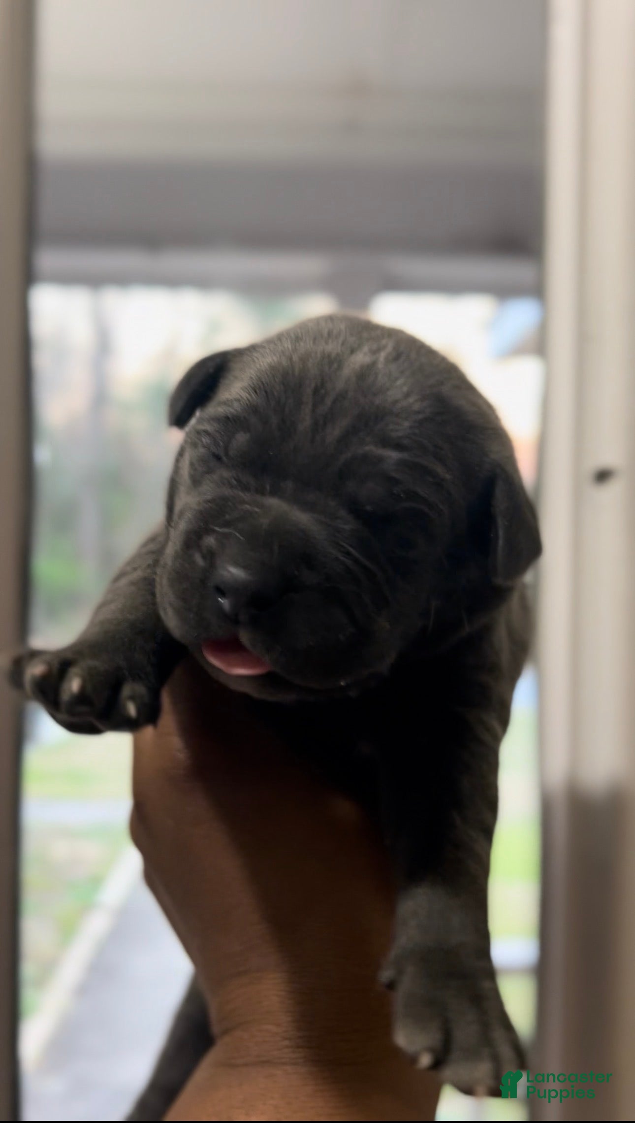 Cane Corso dogs Stormy - Ad 21
