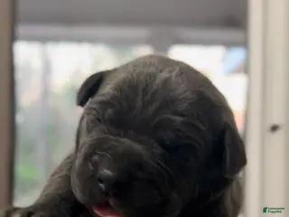 Cane Corso dogs Stormy - Ad 21