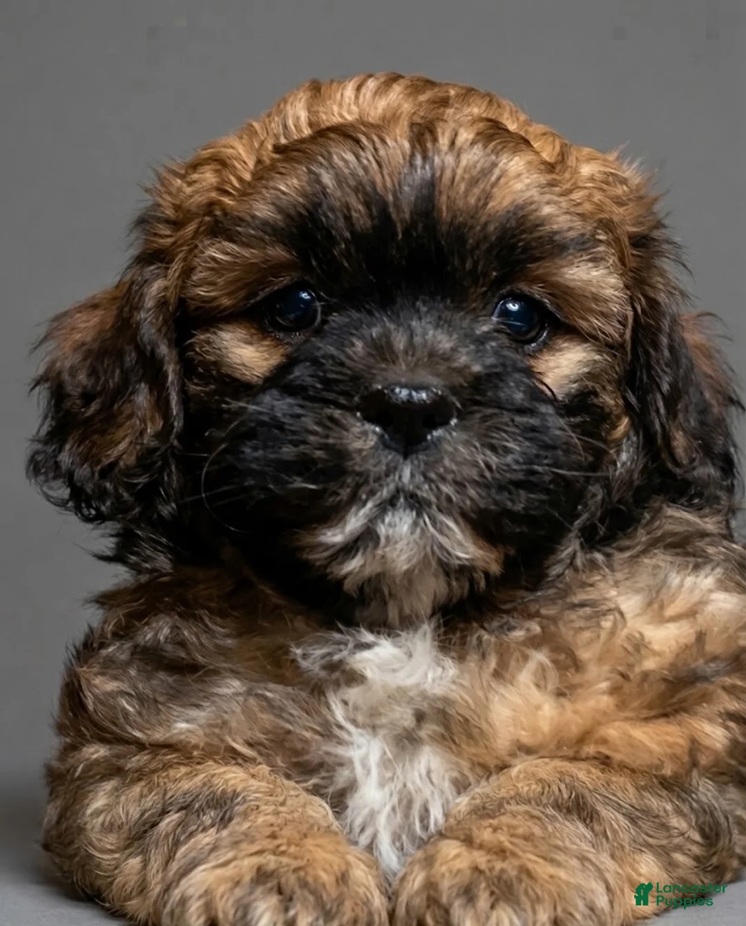 Shihpoo dogs for sale: Lester - Ad 1