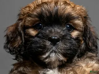 Shihpoo dogs Lester - Ad 30