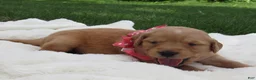 Golden Retriever dogs for sale: LIVIA - Ad 3