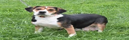 Beabull dogs for sale: Ruby - Ad 4
