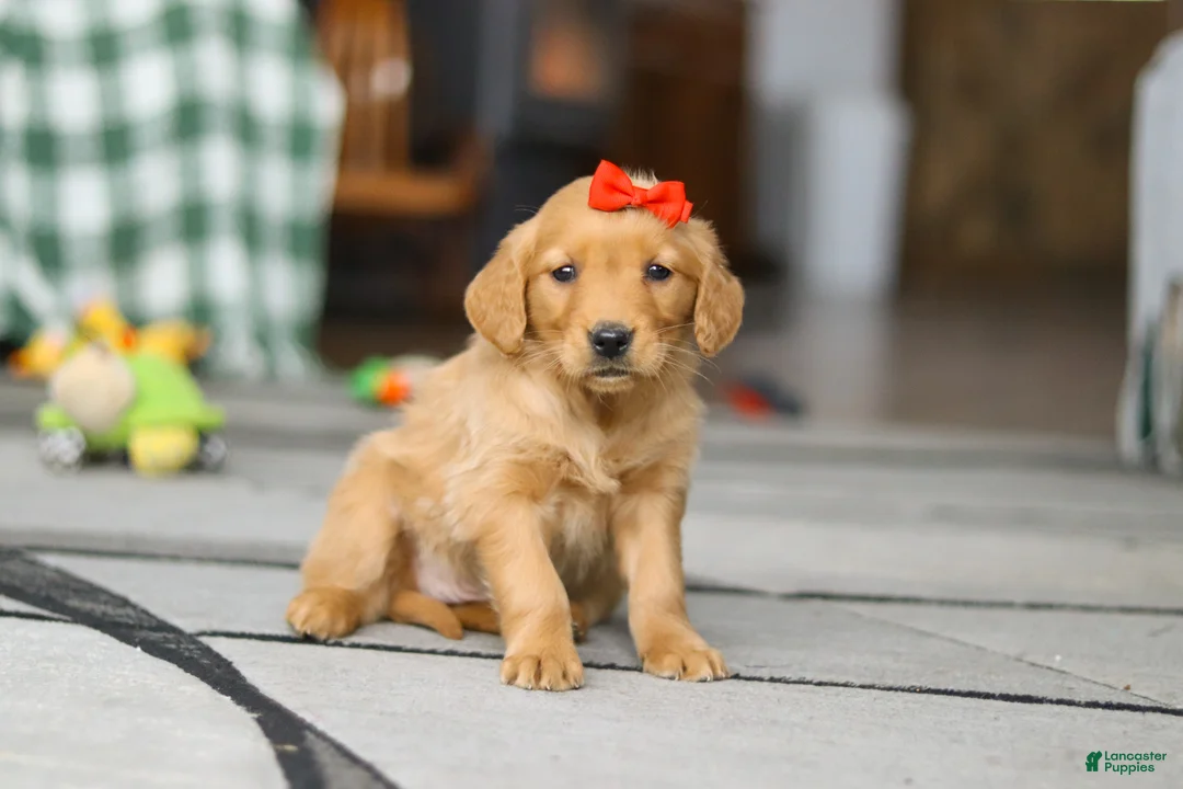 Golden Retriever dogs for sale: Cozy - Ad 2