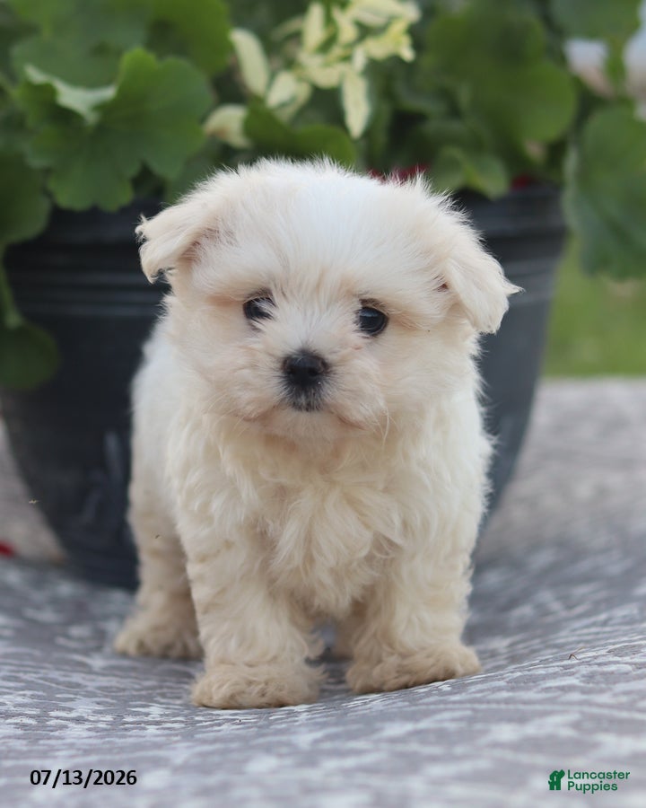 Maltese dogs Ann - Ad 2