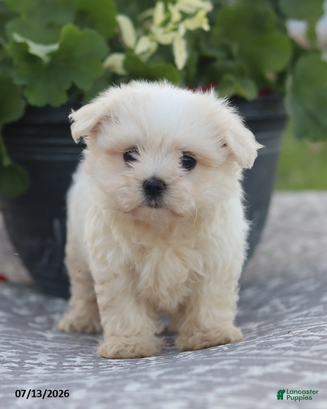 Maltese dogs for sale: Ann - Ad 2