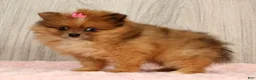 Pomeranian dogs for sale: Happy - Ad 4