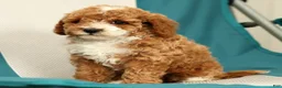 Cavapoo dogs for sale: Maggie - Ad 8